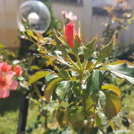 Bo's Place 3* 圣君士坦丁和海伦那